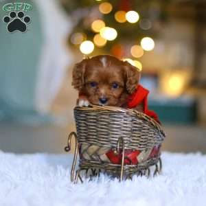 Tiny Teddy, Cavapoo Puppy